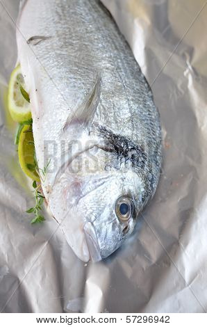 Gilthead seabream