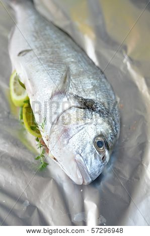 Gilthead seabream