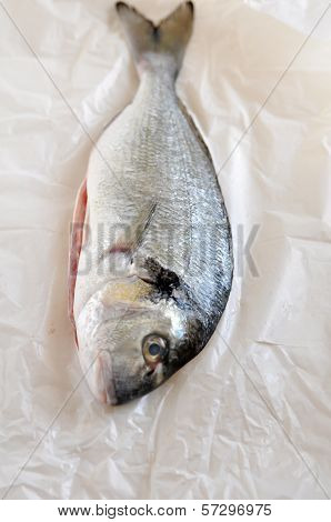 Gilthead seabream