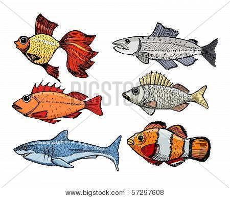 Set Of Kinds Of The Fish