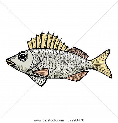 Ruffe