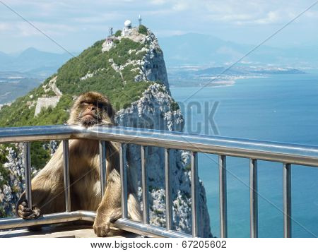 Barbary Macaque