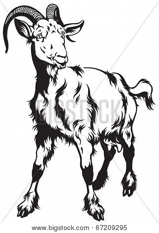 goat black white