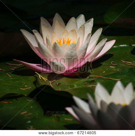 Water Lily