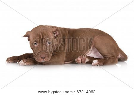 chocolate pit puppy