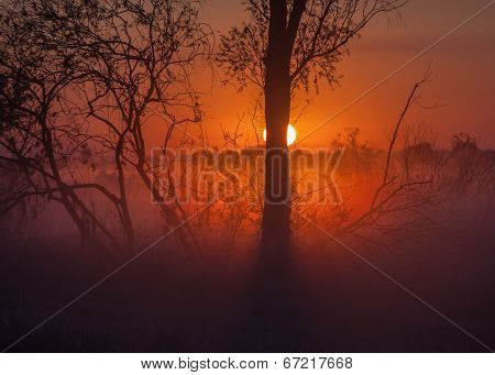 Foggy landscape with a  tree silhouette