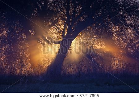 Foggy landscape with a  tree silhouette
