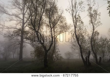 Foggy landscape with a  tree silhouette