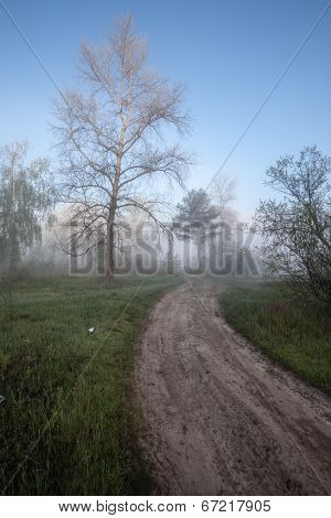 Foggy landscape with a  tree silhouette