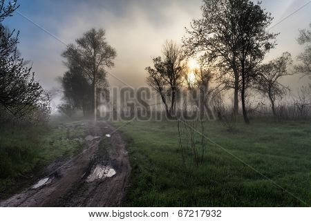 Foggy landscape with a  tree silhouette