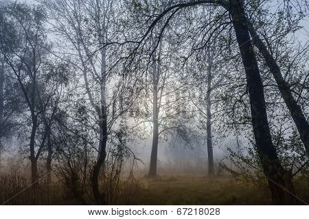 Foggy landscape with a  tree silhouette
