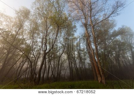 Foggy landscape with a  tree silhouette