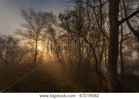 Foggy landscape with a  tree silhouette