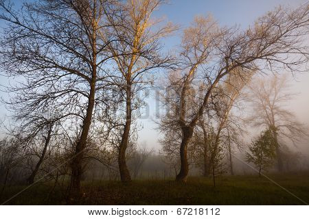 Foggy landscape with a  tree silhouette