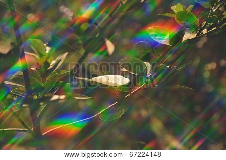 Plant Photosynthesis Abstract