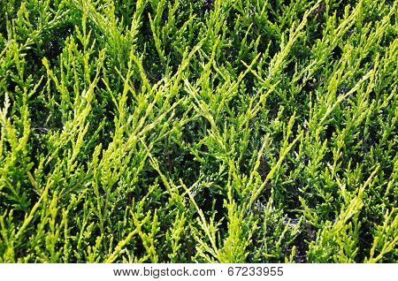 Leyland Cypress.