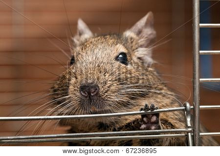 Degu Pet