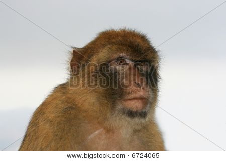 Abe i Gibraltar