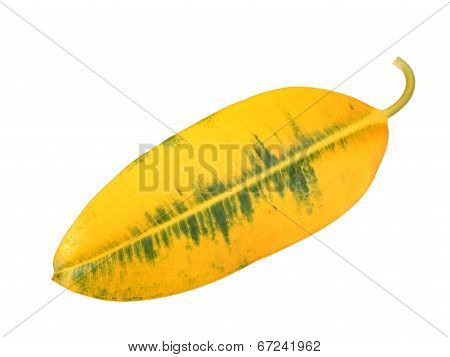 Yellow-green Leaf Of Pipal
