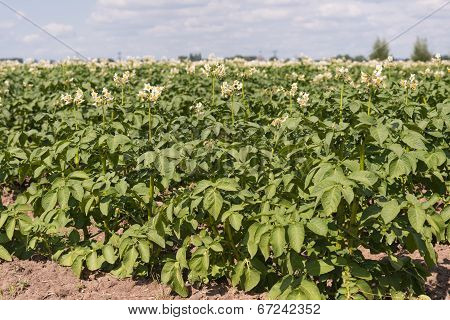 White Flowers With Yellow Stamens Of Potato Plants