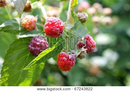 raspberry