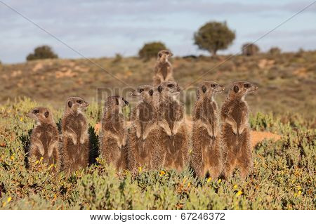 Oudsthoorn Meerkat Adventures