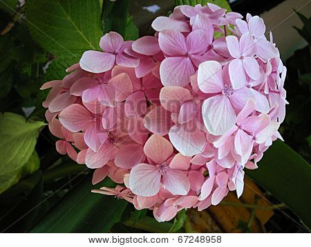 hydrangea