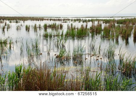Swampy Area With Grass And Sedge