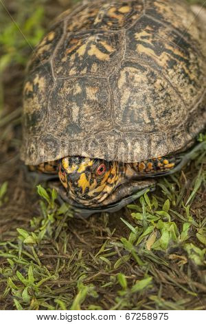 Alabama Box Turtle - terrapene carolina