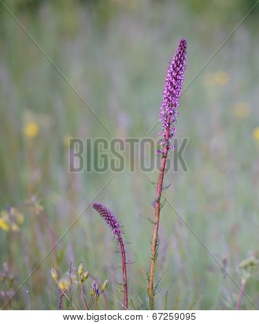 Elephant's Heads Flowers