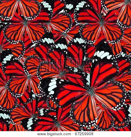 Background Texture Made Of  Beautiful Red Common Tiger Butterflies In Fancy Color And Patterns