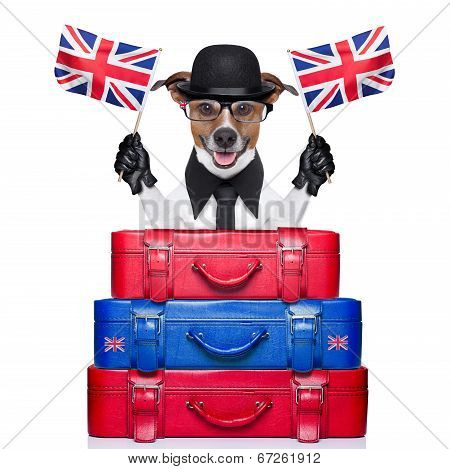 British Dog