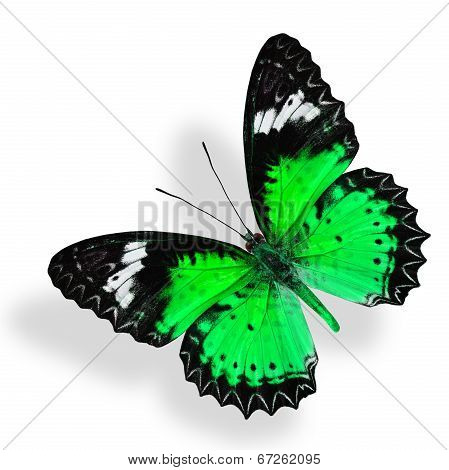 Beautiful Flying Green Butterfly Isolated On White Background With Soft Shadow
