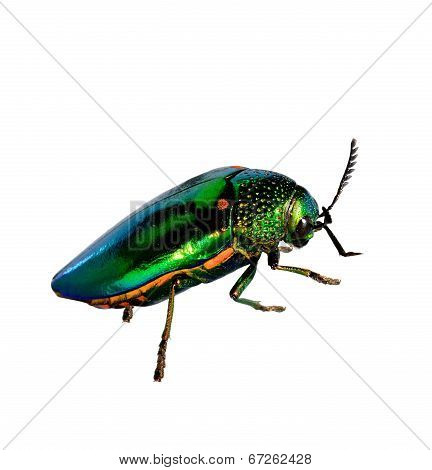 Beautiful Jewel Beetle Or Metallic Wood-boring (buprestid) Isolated On White Background