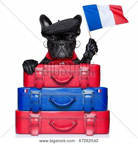 French Dog