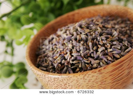 Lavanda