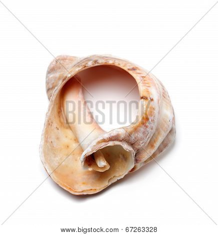 Broken Rapana Shell