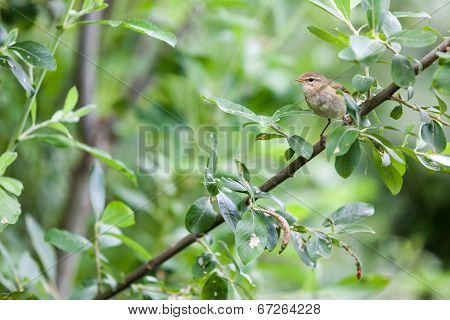 Warbler
