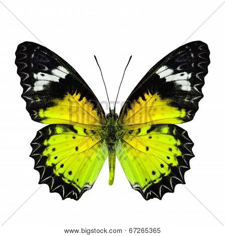 Beautiful Yellow Butterfly In Fancy Color Profile Isolated On White Background