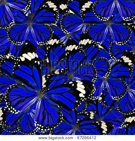 Blue Background Texture Made Of Common Tiger Butterflies In Fancy Color And Patterns
