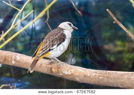 White-faced Buffalo-weaver (dinemellia Dinemelli)