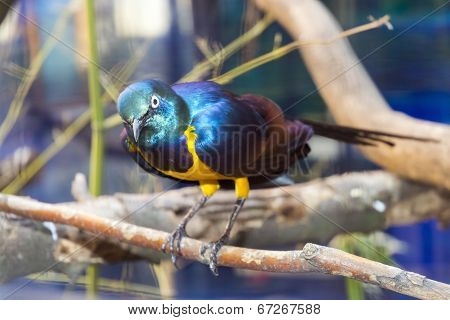 Royal Starling (cosmopsarus Regius)