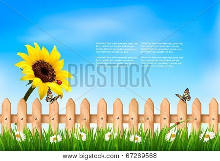 Nature summer background with sunflower flower and wooden fence. Vector illustration. 