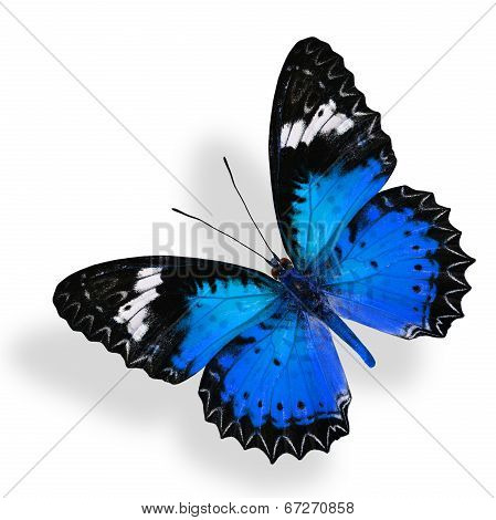 Flying Blue Butterfly Isolated On White Background With Soft Shadow