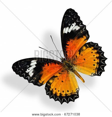 Flying Malay Lacewing Butterfly Isolated On White Background With Soft Shadow