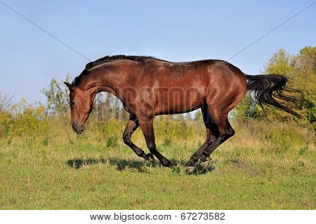 Brown horse runs gallop in a field on a beautiful background