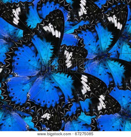 Pile Up Of Many Beautifulblue Butterflies In Full Framing Background Texture