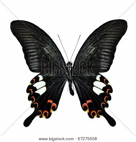 Red Helen Butterfly Lower Wing In Natural Color Profile Isolated On White Background
