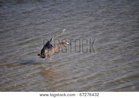 A Reddish Egret does a hunting dance.