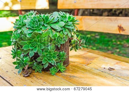 Succulent Plant Container Garden
